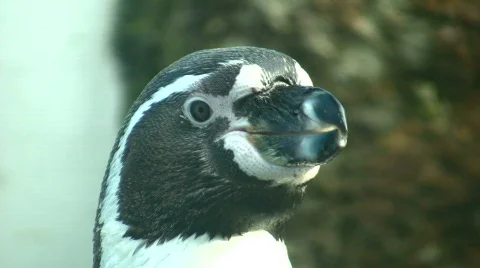 Penguin Head Видео 701542