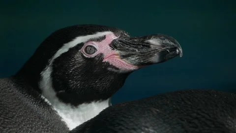 Penguin head with its beak in slow motion against a bright blue backdrop Stock Footage 290465565