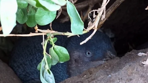 Penguin hiding between rocks at Australian beach. Stock Footage 107972639