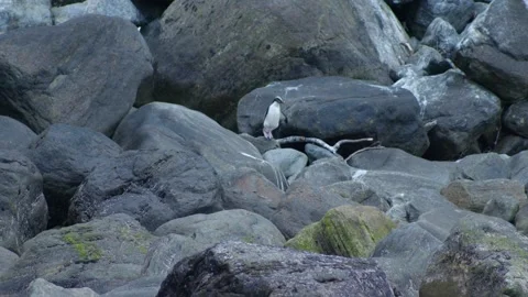 Penguin hopping down rocks Видео 260850390