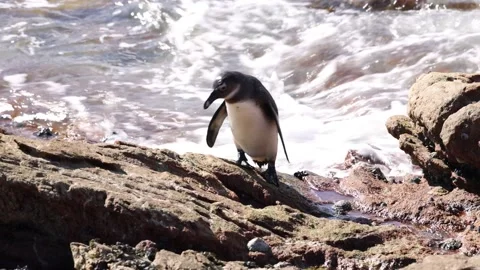 Penguin Hops Along Rocks As Waves Crash Up Behind Stock-Footage 230937815