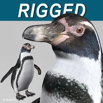 Penguin  Humboldt 3D Model