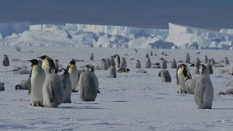 Penguin on ice land Stock Footage 270816825