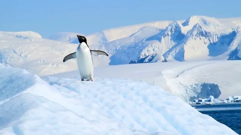 Penguin on an iceberg in Antarctica 2 Stock Footage