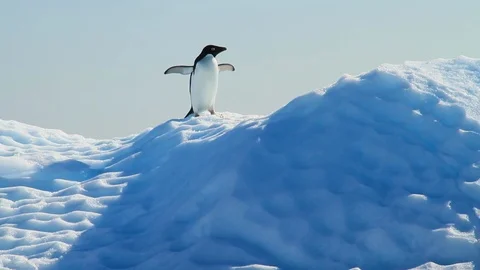Penguin on an iceberg in Antarctica 3 Stock Footage 87341059