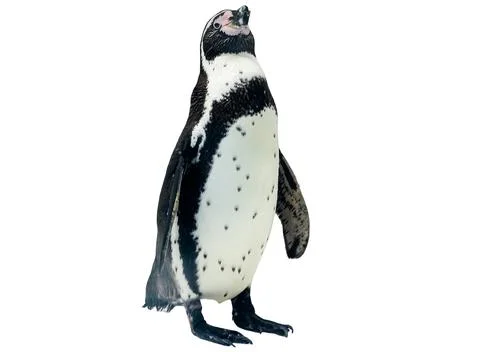 Penguin isolated on white background Фото