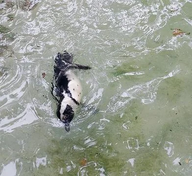 Penguin in its pool at the zoo 库存照片