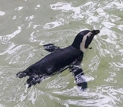 Penguin in its pool at the zoo 库存照片