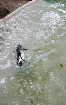Penguin in its pool at the zoo Stock Photos