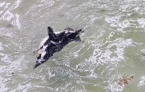 Penguin in its pool at the zoo Stock Photos