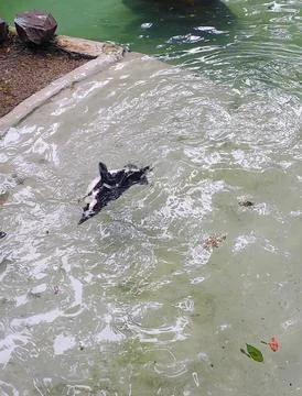 Penguin in its pool at the zoo Stock Photos