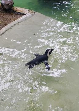 Penguin in its pool at the zoo Stock Photos