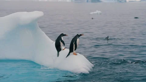 Penguin knocks other penguin off iceberg 動画素材 218042757