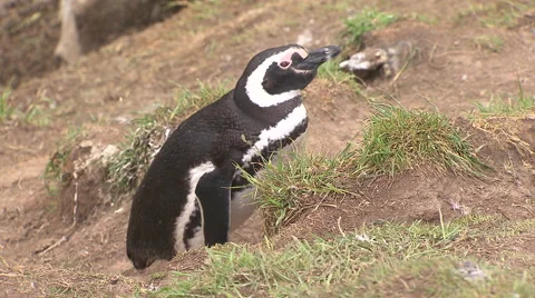 Penguin, Land of Fire Stock Footage 48675913