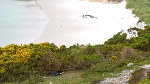 Penguin Lays Down on Grass, Colony on Beach in Background Gypsy Cove Stock Footage 277920079