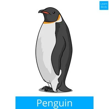 Penguin learn birds educational game vector Stock Illustration