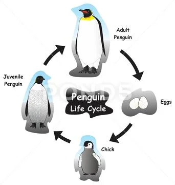 Penguin life cycle infographic diagram for biology science education