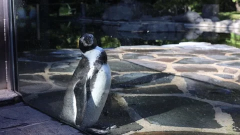 Penguin life in the zoo Stock Footage 287933203