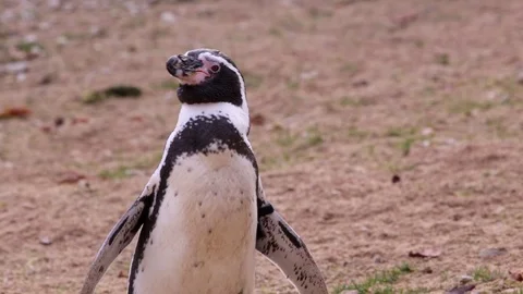 A penguin looking around Stock Footage 88488689