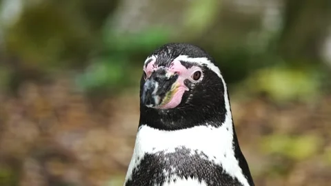 Penguin looking directly at camera in zoo habitat. Bird gazing with focus in Stock Footage 306537970
