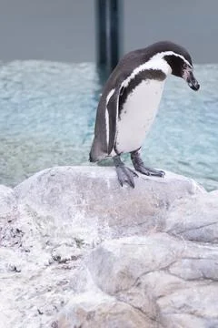 A penguin looking down on a rock Stock-Fotos