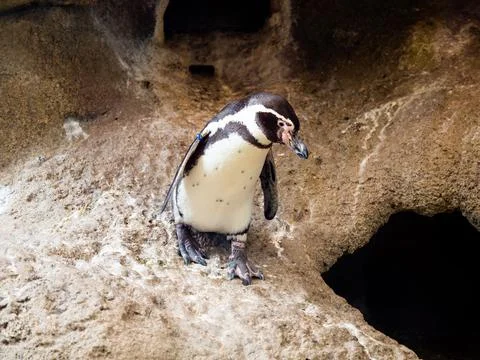 A penguin looking down at the water. Stock Photos