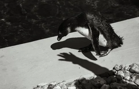 A Penguin looking at the Shadow of a Human Hand Stock Photos
