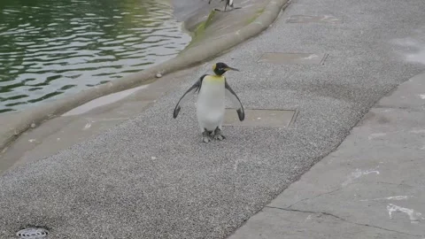 Penguin looks at camera man with ending zoom out. Video stock 161114088