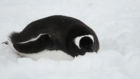 Penguin Lying In The Snow 스톡 동영상 106935627