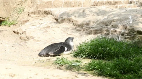 Penguin lying in the sun Video stock 37704441