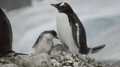 Penguin mum with two chicks on beach, stunning location with glacier in Vídeos de archivo 244899855