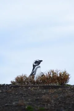 Penguin in a nest Stock Photos