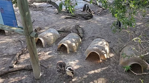 Penguin Nesting Boxes, Boulders Beach, Cape Peninsula, South Africa 8K Stock Footage 347955432