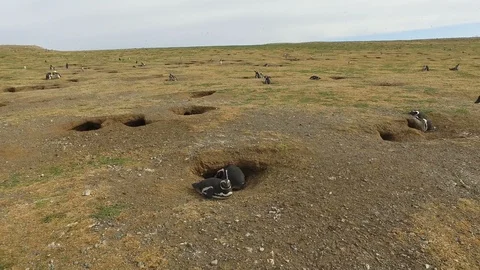 Penguin Nests  Stock Footage 100613714