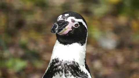 Penguin observing zoo surroundings with sharp gaze and detailed markings. Close Stock Footage 312041991