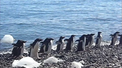 Penguin Parade Antarctica Stock Footage 94915012