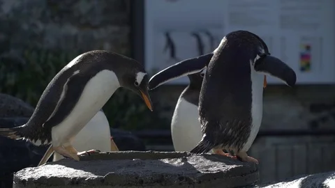 Penguin penguin penguin Stock Footage 99499464