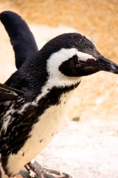 Penguin Stock Photos