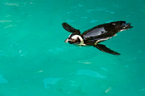 Penguin Stock Photos
