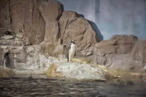 Penguin Stock Photos