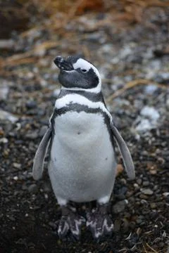 Penguin Stock Photos