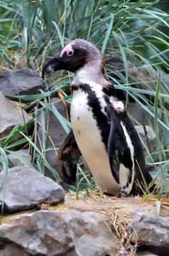 Penguin Foto stock