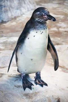 Penguin Stock Photos