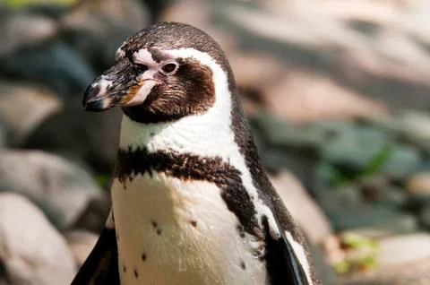 Penguin Stock Photos