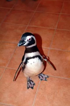 Penguin Stock Photos