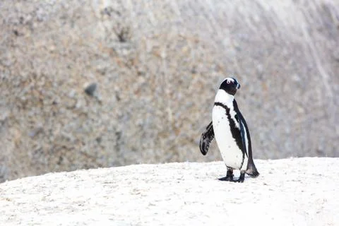 Penguin Stock Photos