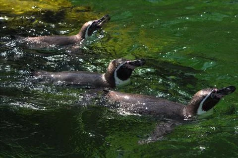 Penguin Stock Photos