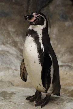 Penguin Stock Photos