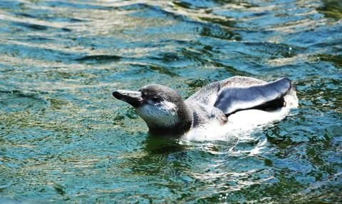 Penguin Stock Photos