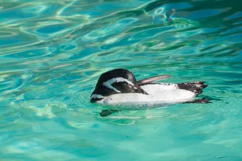 Penguin Stock Photos